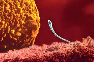 National Geographic | Počty spermií klesají, ale vědci stále hledají skutečné příčiny